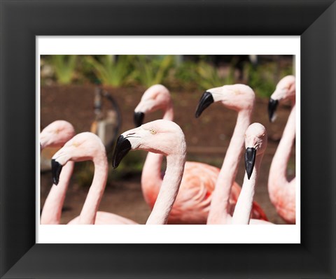 Framed Flamingo Flock Print