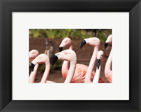 Framed Flamingo Flock Print