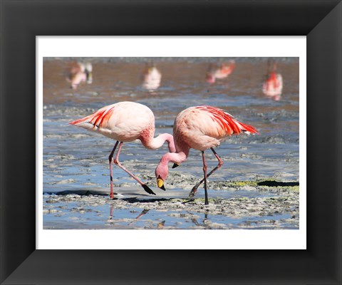 Framed Flamingos Laguna Colorada Print