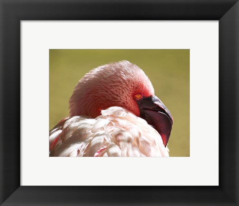 Framed Flamingos Face Close Up Print