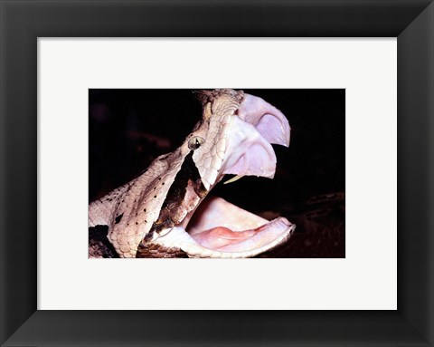 Framed Gabon Viper Fangs Print