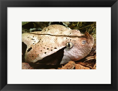 Framed Gabon Viper Head Print