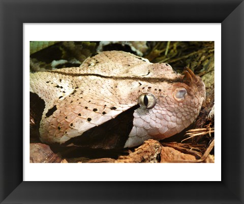 Framed Gabon Viper Head Print