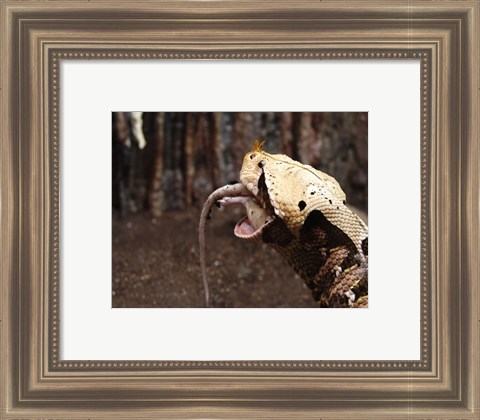 Framed Gaboon Viper Rhinoceroceros Print