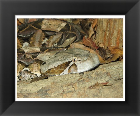 Framed Gaboon Viper Print