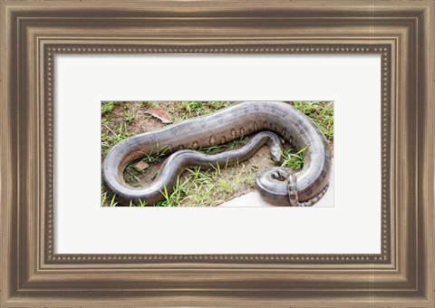 Framed Green Anaconda Print