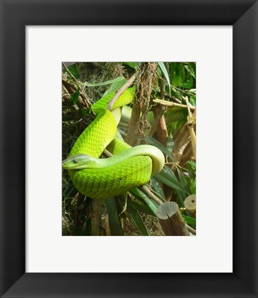 Framed Green Mamba Print