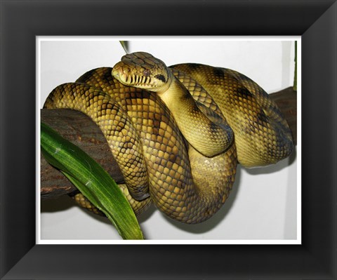 Framed High-Yellow Scrub Python Morelia Amethistina Print