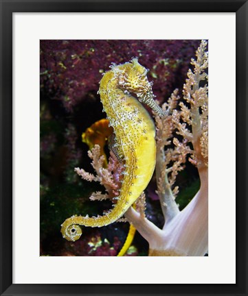 Framed Hippocampus Barbouri Print