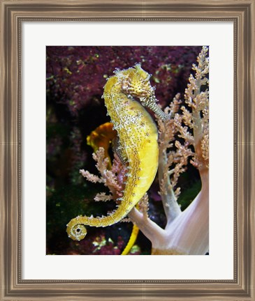 Framed Hippocampus Barbouri Print