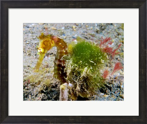 Framed Hippocampus Histrix (Juvenile Thorny Seahorse) Print