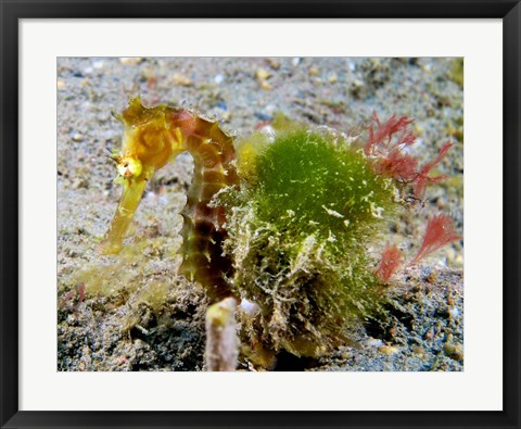 Framed Hippocampus Histrix (Juvenile Thorny Seahorse) Print