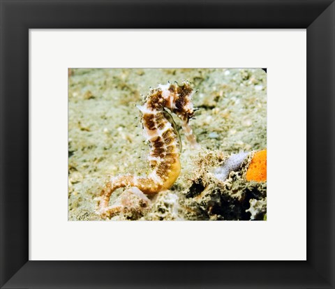 Framed Hippocampus Histrix (Thorny seahorse) Print