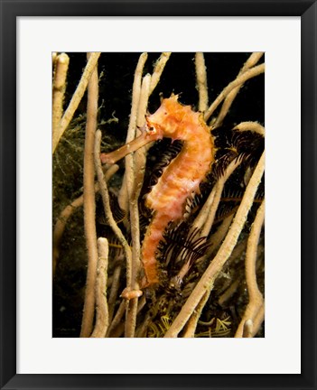 Framed Hippocampus Hystrix (Spiny Seahorse) Print