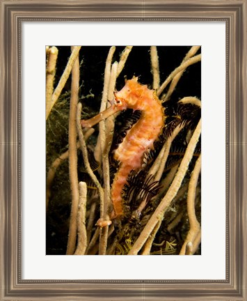 Framed Hippocampus Hystrix (Spiny Seahorse) Print