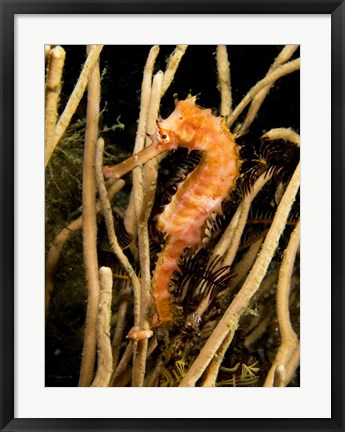 Framed Hippocampus Hystrix (Spiny Seahorse) Print