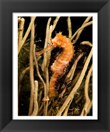 Framed Hippocampus Hystrix (Spiny Seahorse) Print