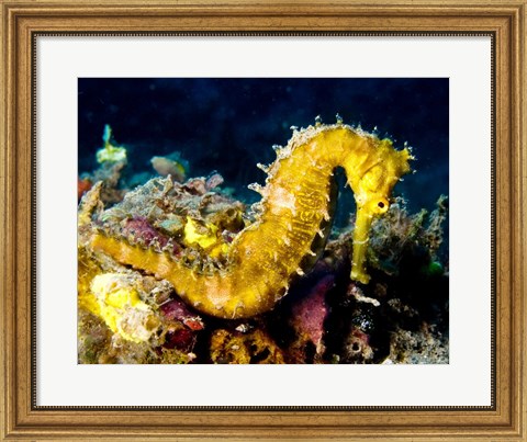 Framed Yellow Hippocampus Hystrix (Spiny Seahorse) Print