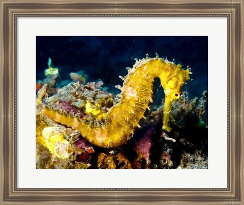 Framed Yellow Hippocampus Hystrix (Spiny Seahorse) Print