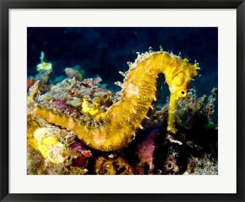 Framed Yellow Hippocampus Hystrix (Spiny Seahorse) Print