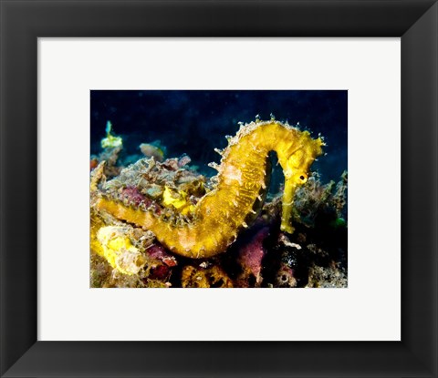 Framed Yellow Hippocampus Hystrix (Spiny Seahorse) Print