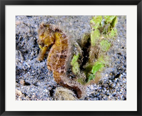 Framed Hippocampus Kuda (Yellow Estuary Seahorse) Print