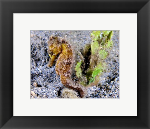 Framed Hippocampus Kuda (Yellow Estuary Seahorse) Print