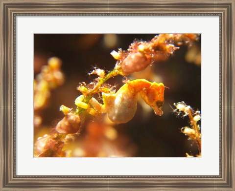 Framed Hippocampus Pontohi Print