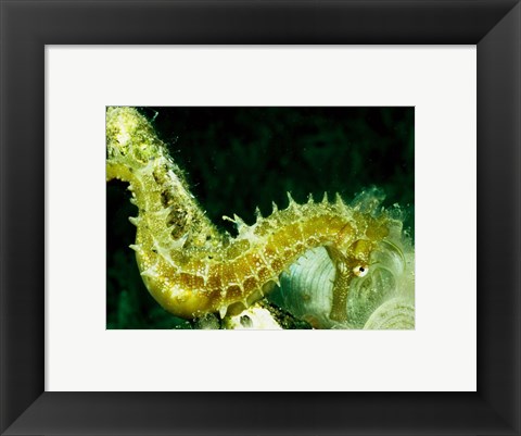 Framed Green Seahorse Print