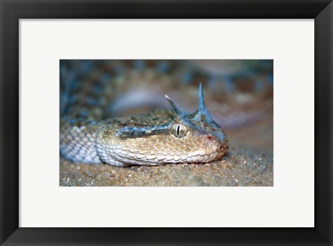 Framed Horned Viper Print