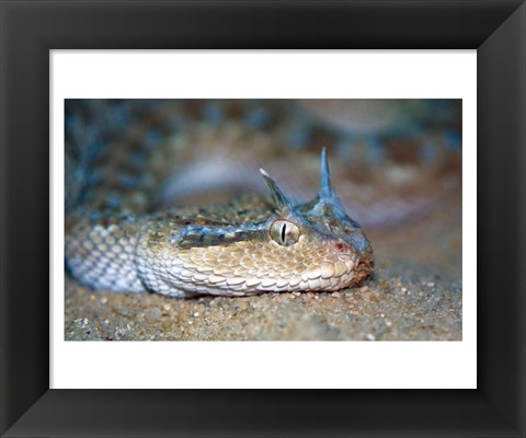 Framed Horned Viper Print