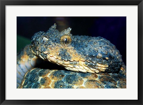 Framed Horned Viper Print