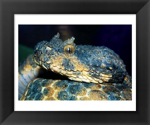 Framed Horned Viper Print