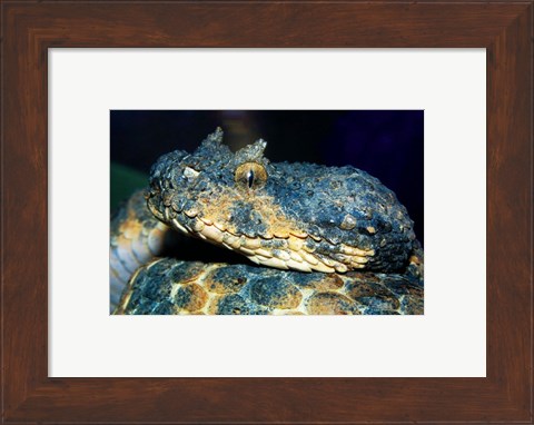 Framed Horned Viper Print