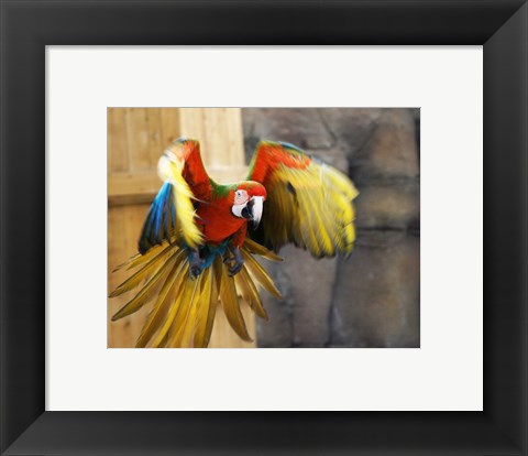 Framed Hybrid Macaw Flying Flamingo Land Print