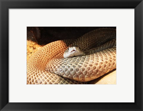 Framed Indian Cobra Coiled Up Print