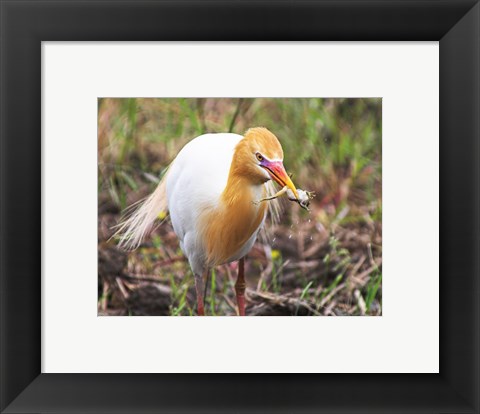 Framed Kuhreiher and Frog Print