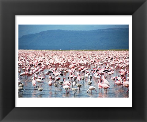 Framed Large Number of Flamingos at Lake Nakuru Print