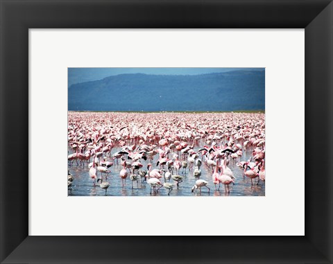 Framed Large Number of Flamingos at Lake Nakuru Print