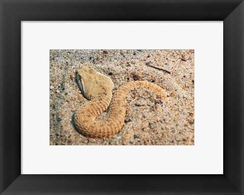 Framed Leaf Nosed Viper In Sand I Print