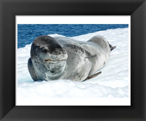 Framed Leopard Seals In Antarctica Print