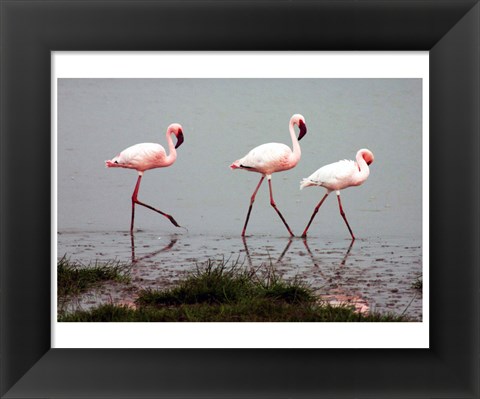 Framed Lesser Flamingos Print