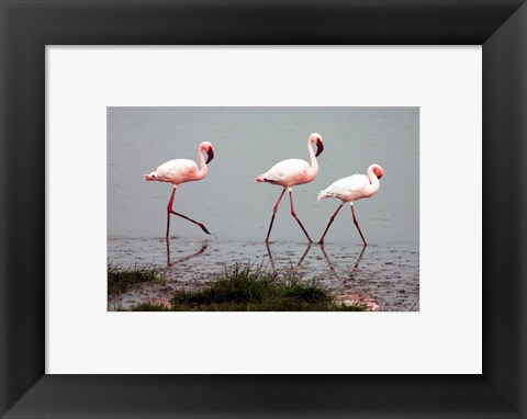 Framed Lesser Flamingos Print