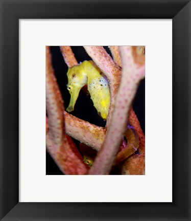 Framed Long Snout Seahorse Print