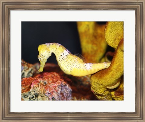 Framed Long Snout Seahorse Print