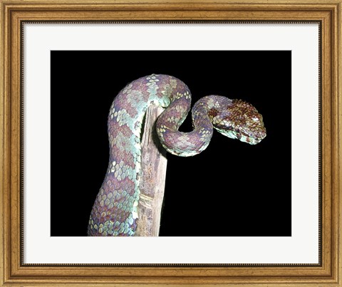 Framed Malabar Pit Viper Print