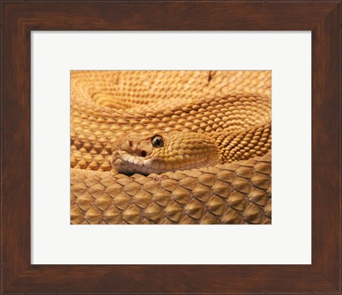 Framed Mexican West Coast Rattlesnake Print