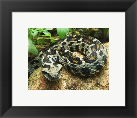 Framed Ocellated Mountain Viper Print