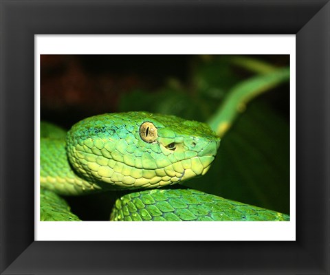 Framed Palm Pit Viper Print