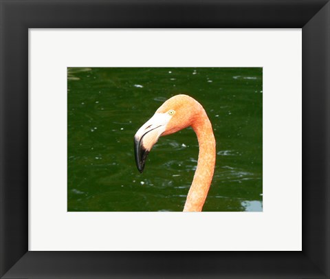 Framed Phoenicopteridae Flamingo Print